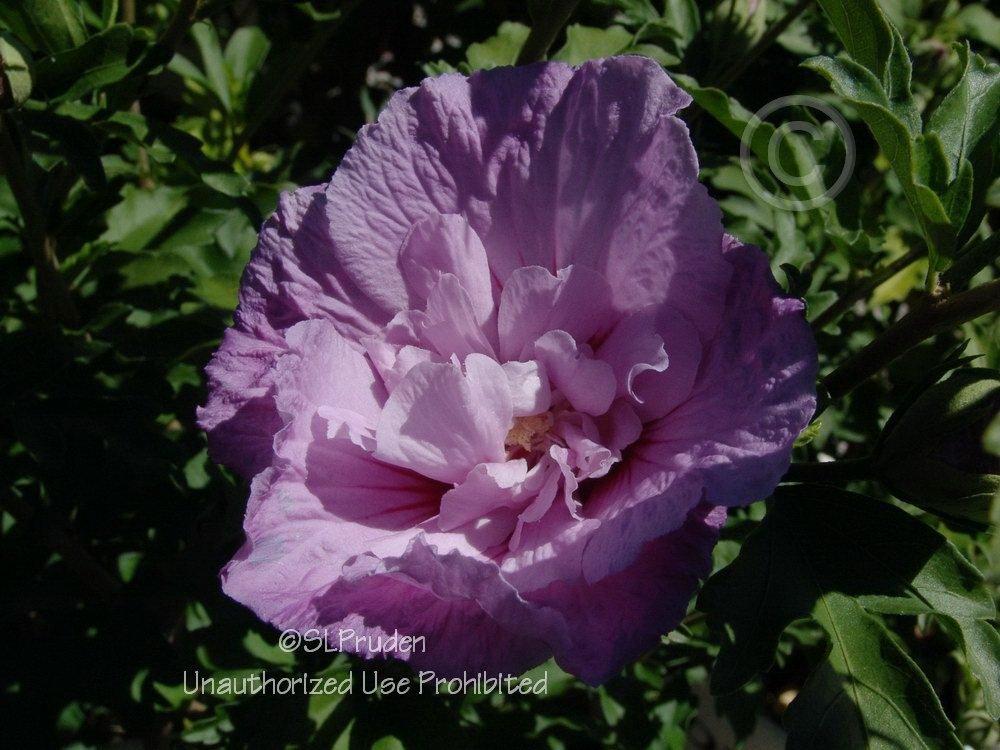 Photo of Rose of Sharon (Hibiscus syriacus Lavender Chiffon™) uploaded by DaylilySLP