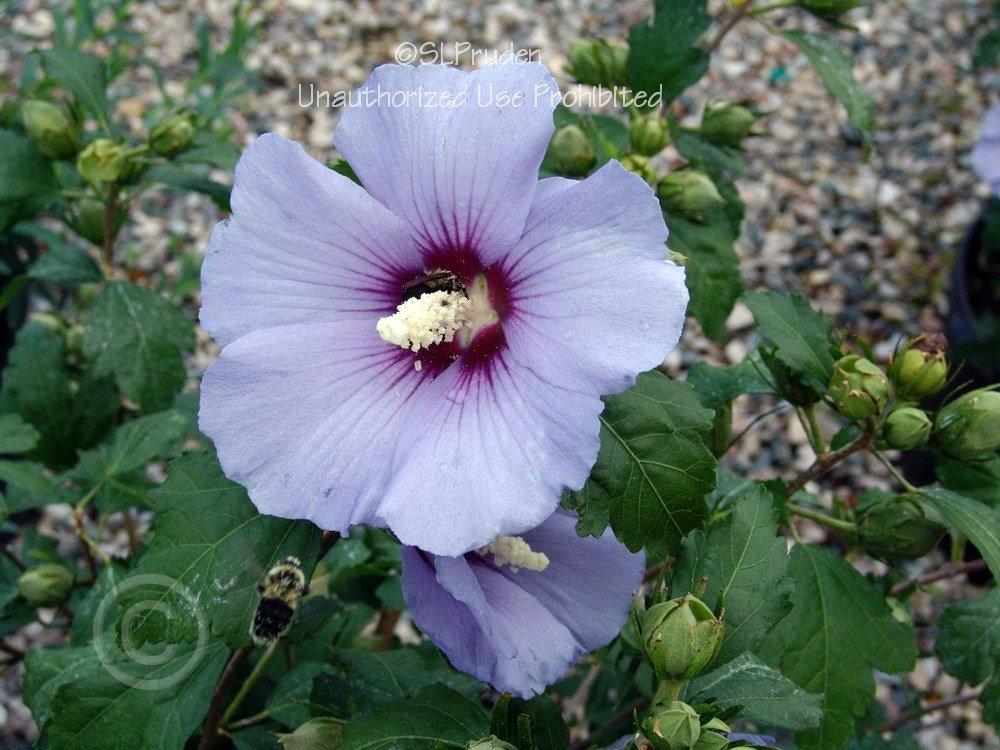 Photo of Rose of Sharon (Hibiscus syriacus Blue Satin®) uploaded by DaylilySLP