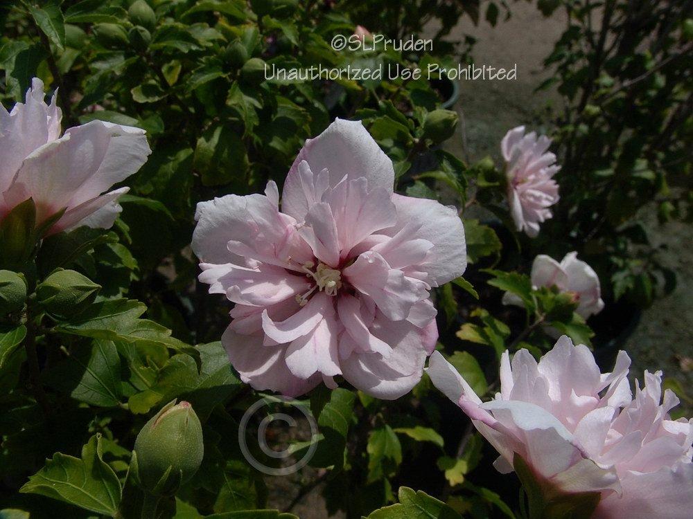 Photo of Rose of Sharon (Hibiscus syriacus 'Blushing Bride') uploaded by DaylilySLP