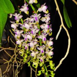 Location: Botanical Gardens of the State of Georgia...Athens, Ga
Date: 2019-06-09
Orchid - Aerides odorata 004