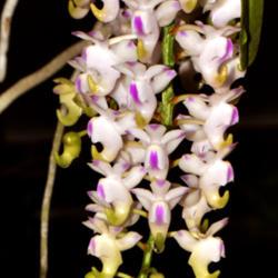 Location: Botanical Gardens of the State of Georgia...Athens, Ga
Date: 2019-06-09
Orchid - Aerides odorata 005