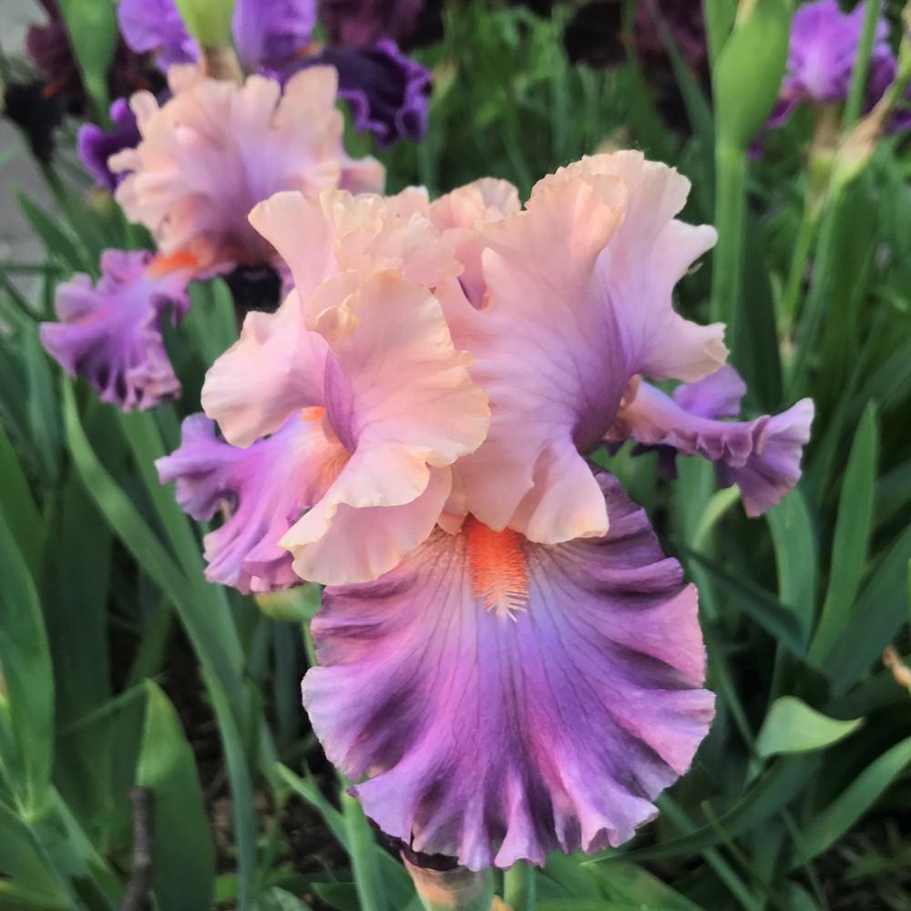 Photo of Tall Bearded Iris (Iris 'Photogenic') uploaded by joelsted
