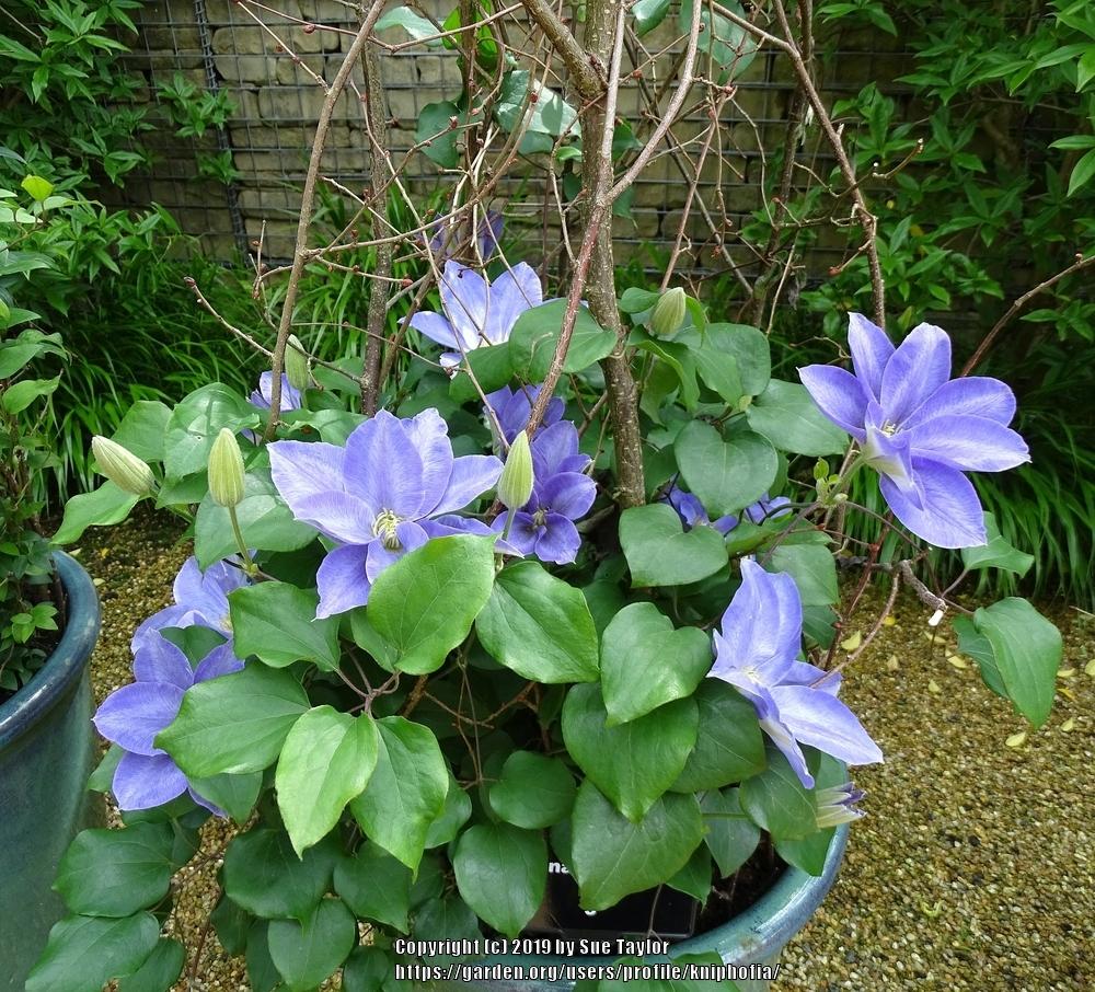 Photo of Clematis Diana's Delight™ uploaded by kniphofia