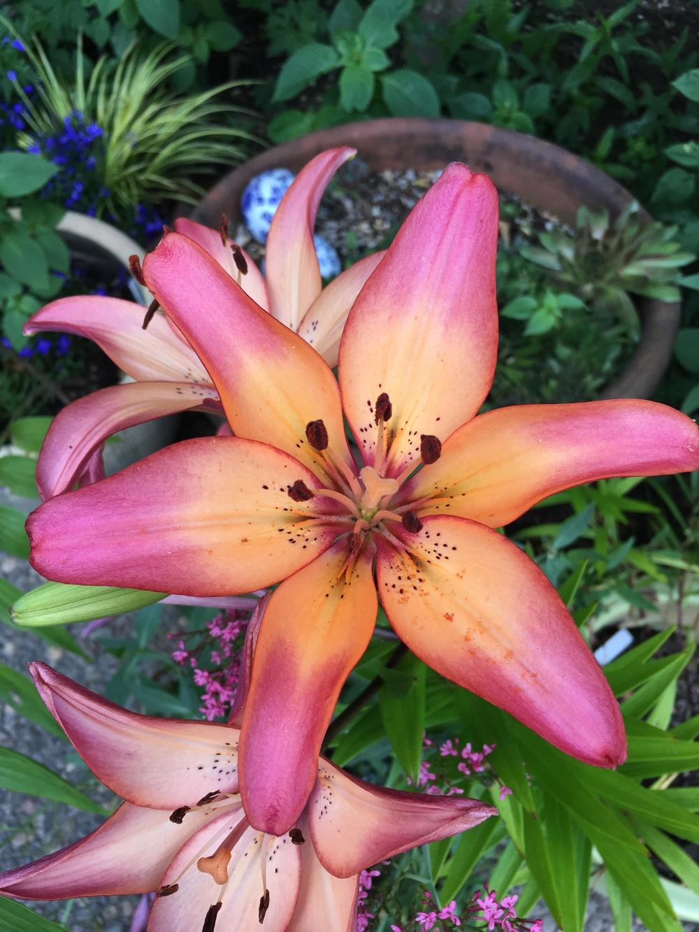 Photo of Lily (Lilium 'Royal Sunset') uploaded by Calif_Sue