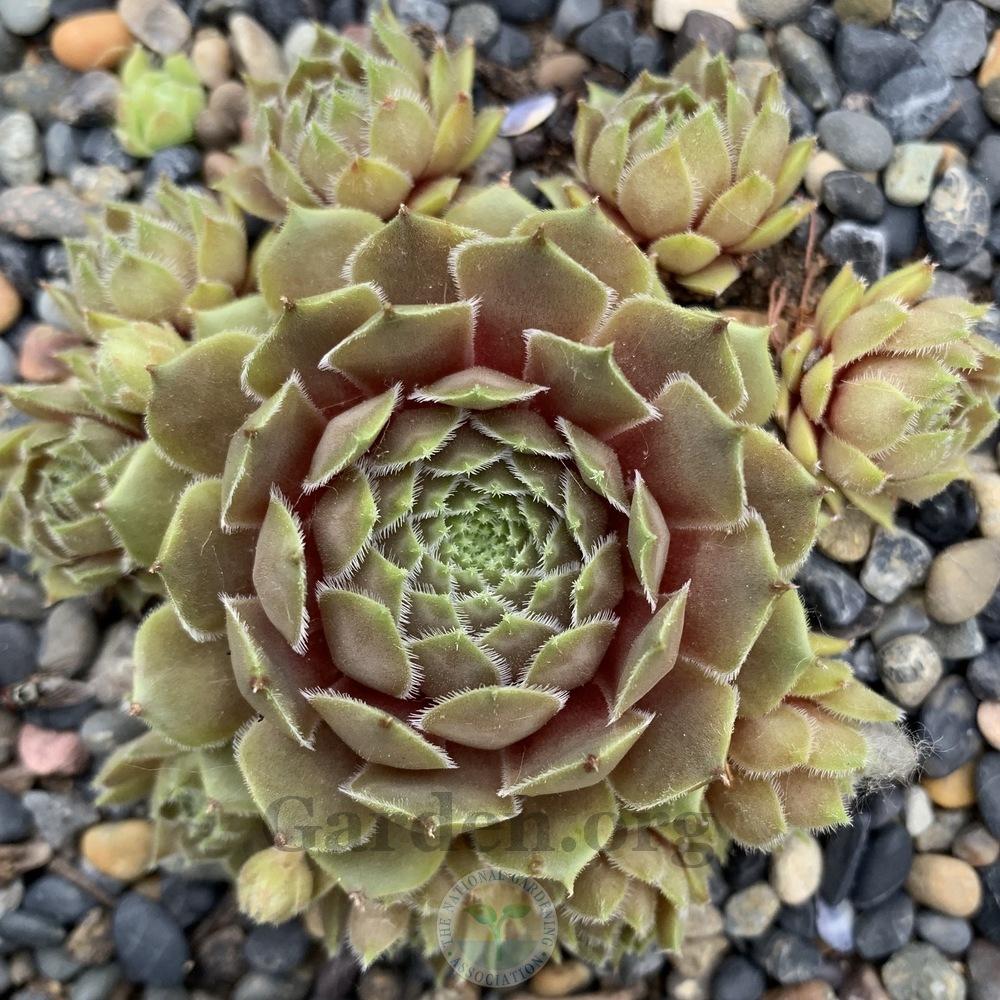 Photo of Hen and Chicks (Sempervivum 'Old Man Sage') uploaded by Patty