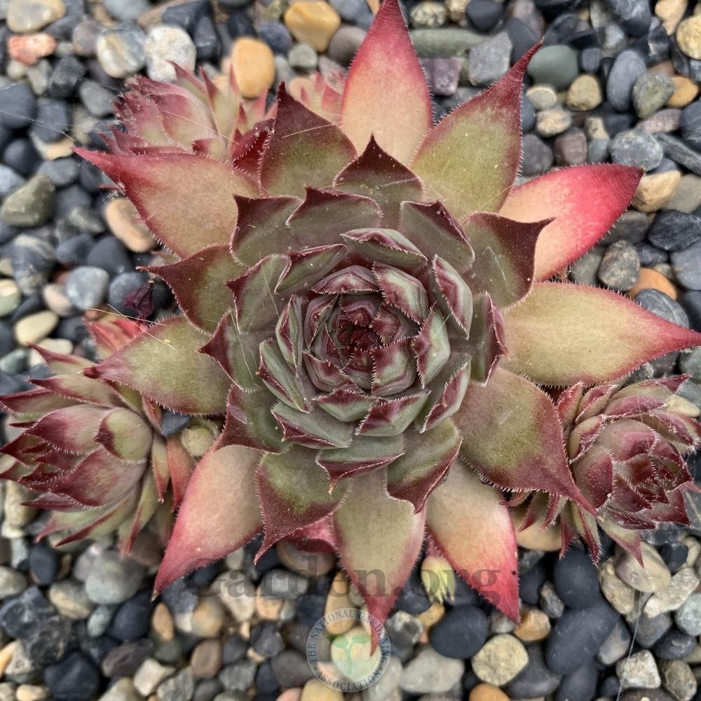 Photo of Hen and Chick (Sempervivum 'Limbo') uploaded by Patty