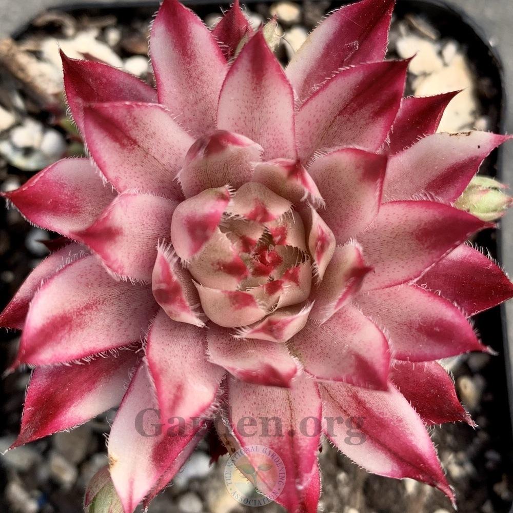 Photo of Hen and Chick (Sempervivum 'Saxon') uploaded by Patty