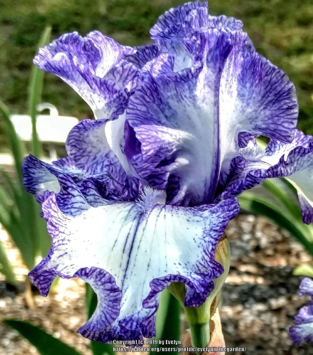 Photo of Tall Bearded Iris (Iris 'Ink Patterns') uploaded by evelyninthegarden