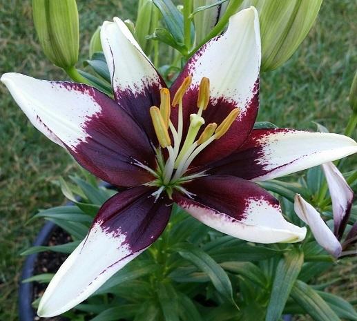 Photo of Lily (Lilium Lily Looks™ Tiny Padhye) uploaded by flowerpower35