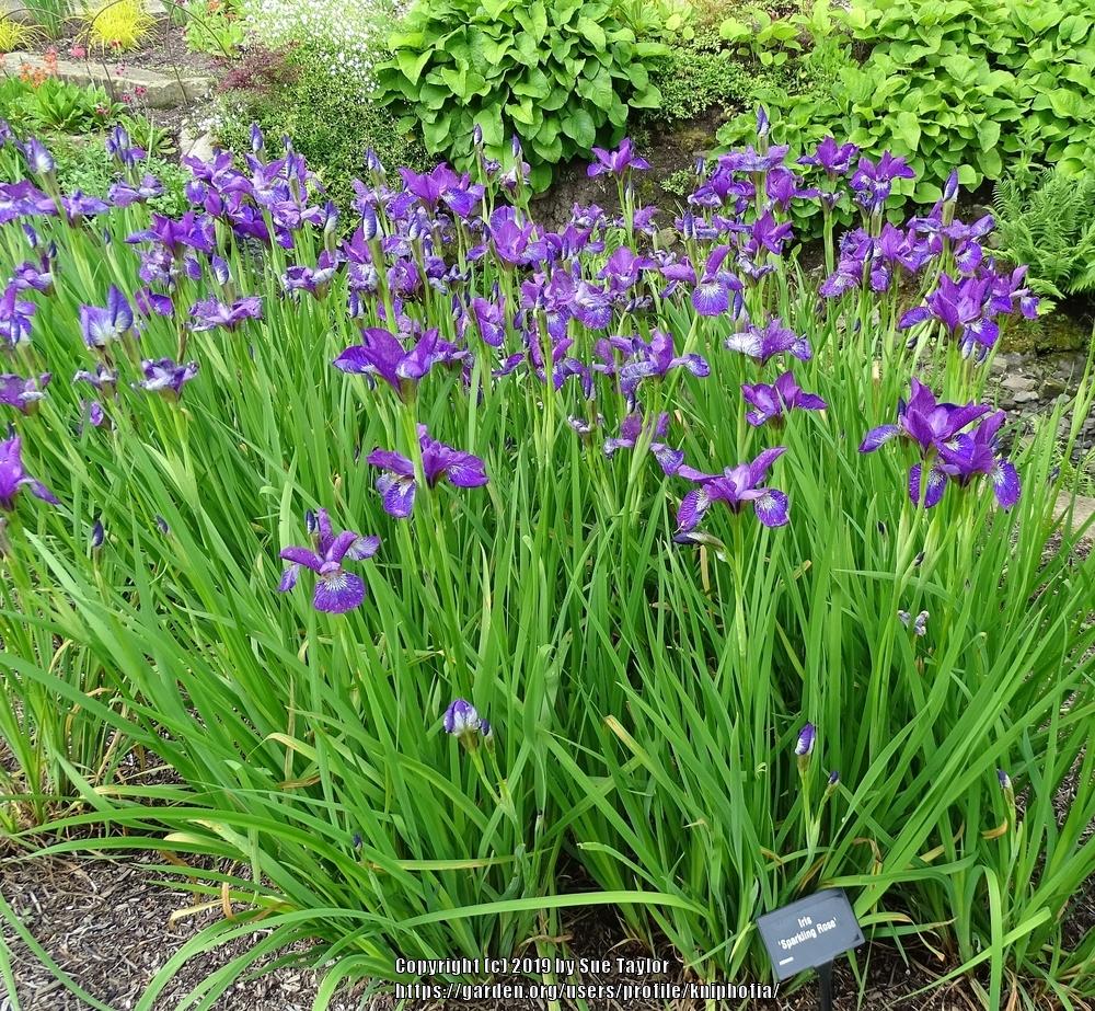 Photo of Siberian Iris (Iris 'Sparkling Rosé') uploaded by kniphofia