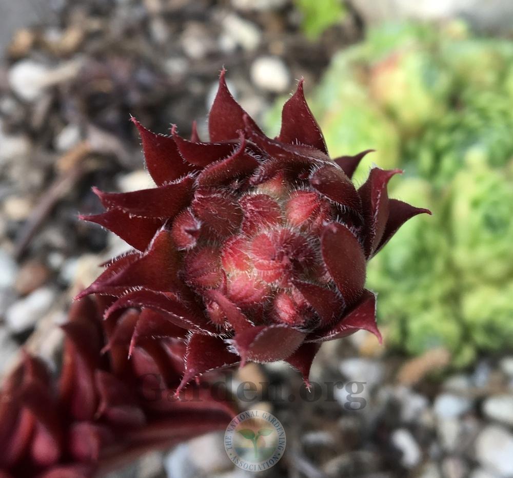Photo of Hen and Chicks (Sempervivum 'Royal Ruby') uploaded by BlueOddish