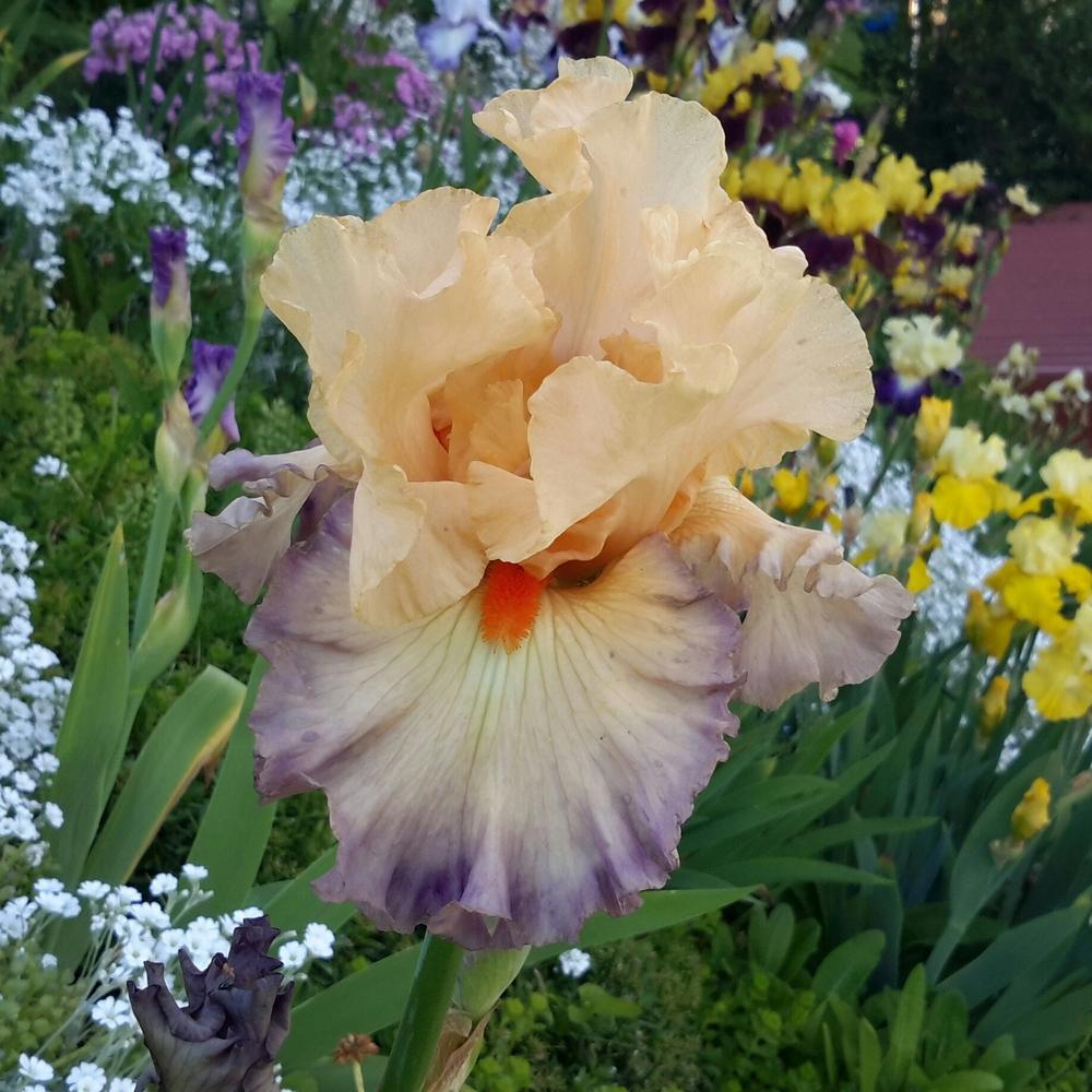 Photo of Tall Bearded Iris (Iris 'Parisian Dawn') uploaded by Hajue
