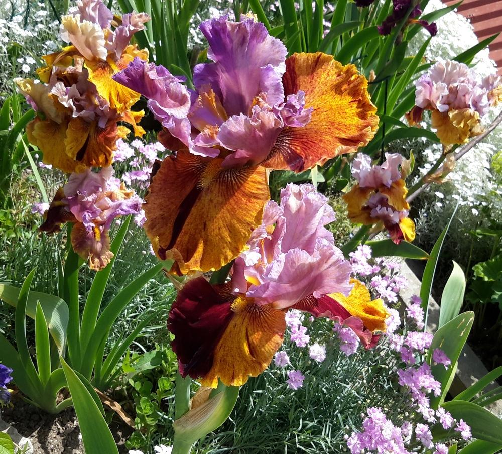 Photo of Tall Bearded Iris (Iris 'Dewuc Whatic') uploaded by Hajue