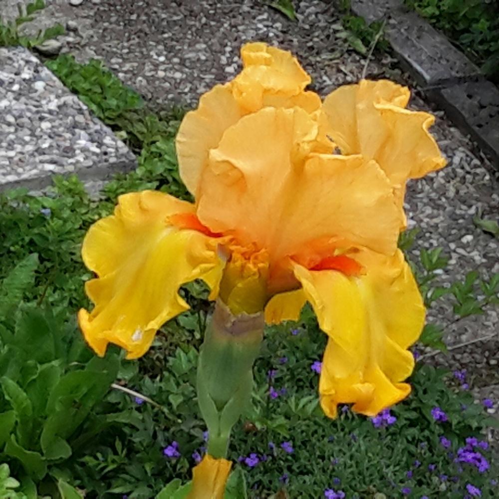 Photo of Tall Bearded Iris (Iris 'Tumalo Sunset') uploaded by Hajue