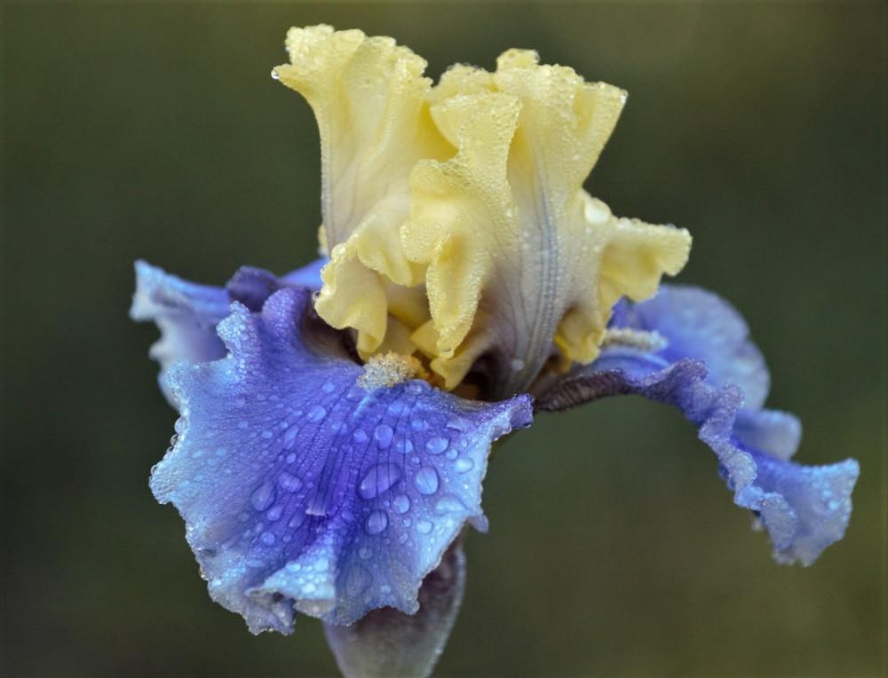 Photo of Tall Bearded Iris (Iris 'Edith Wolford') uploaded by Ina
