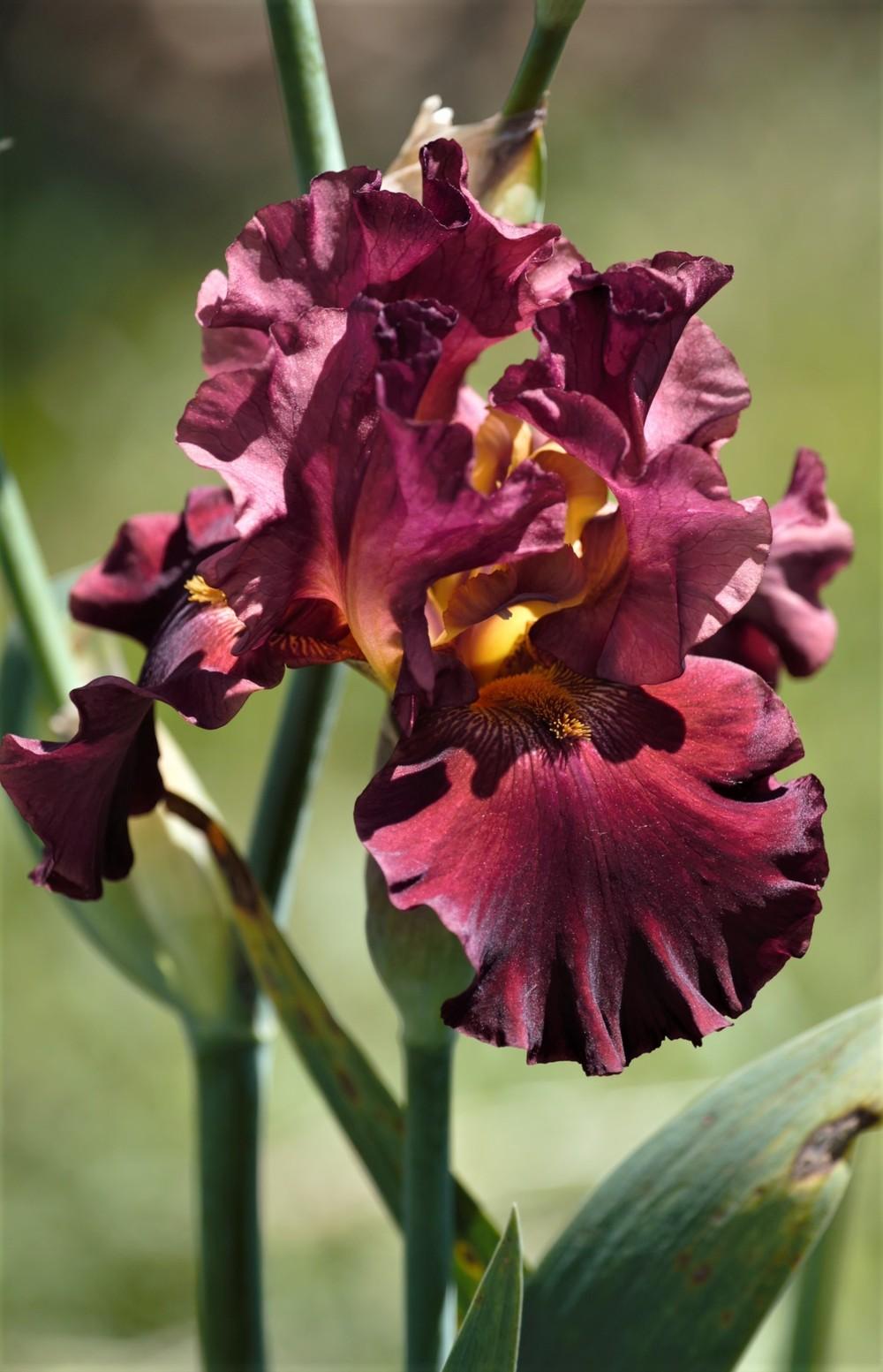 Photo of Tall Bearded Iris (Iris 'Rip City') uploaded by Ina