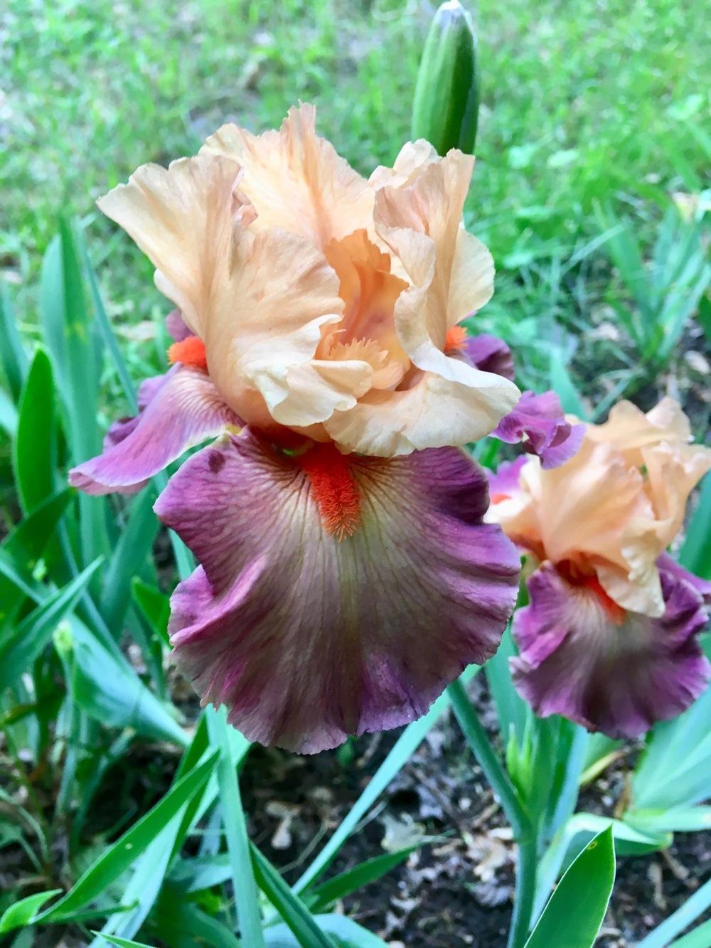 Photo of Tall Bearded Iris (Iris 'Rio') uploaded by Lbsmitty