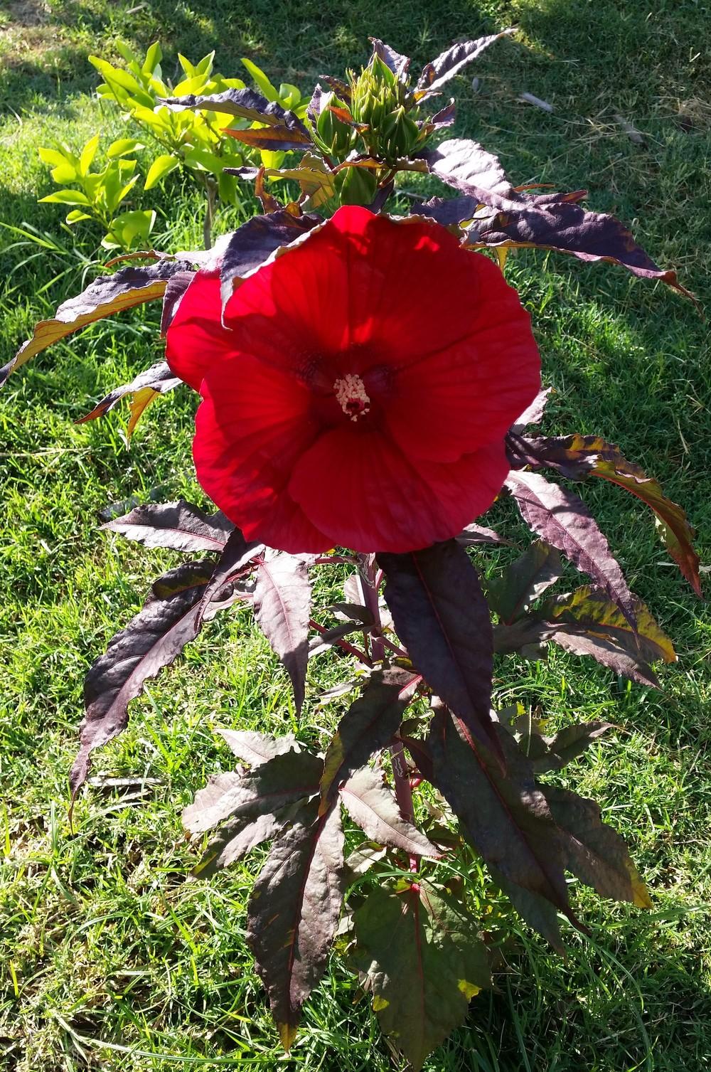 Photo of Hybrid Hardy Hibiscus (Hibiscus 'Midnight Marvel') uploaded by RobGlen