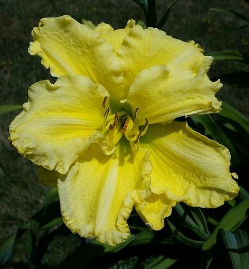 Photo of Daylily (Hemerocallis 'Omomuki') uploaded by flowerpower35