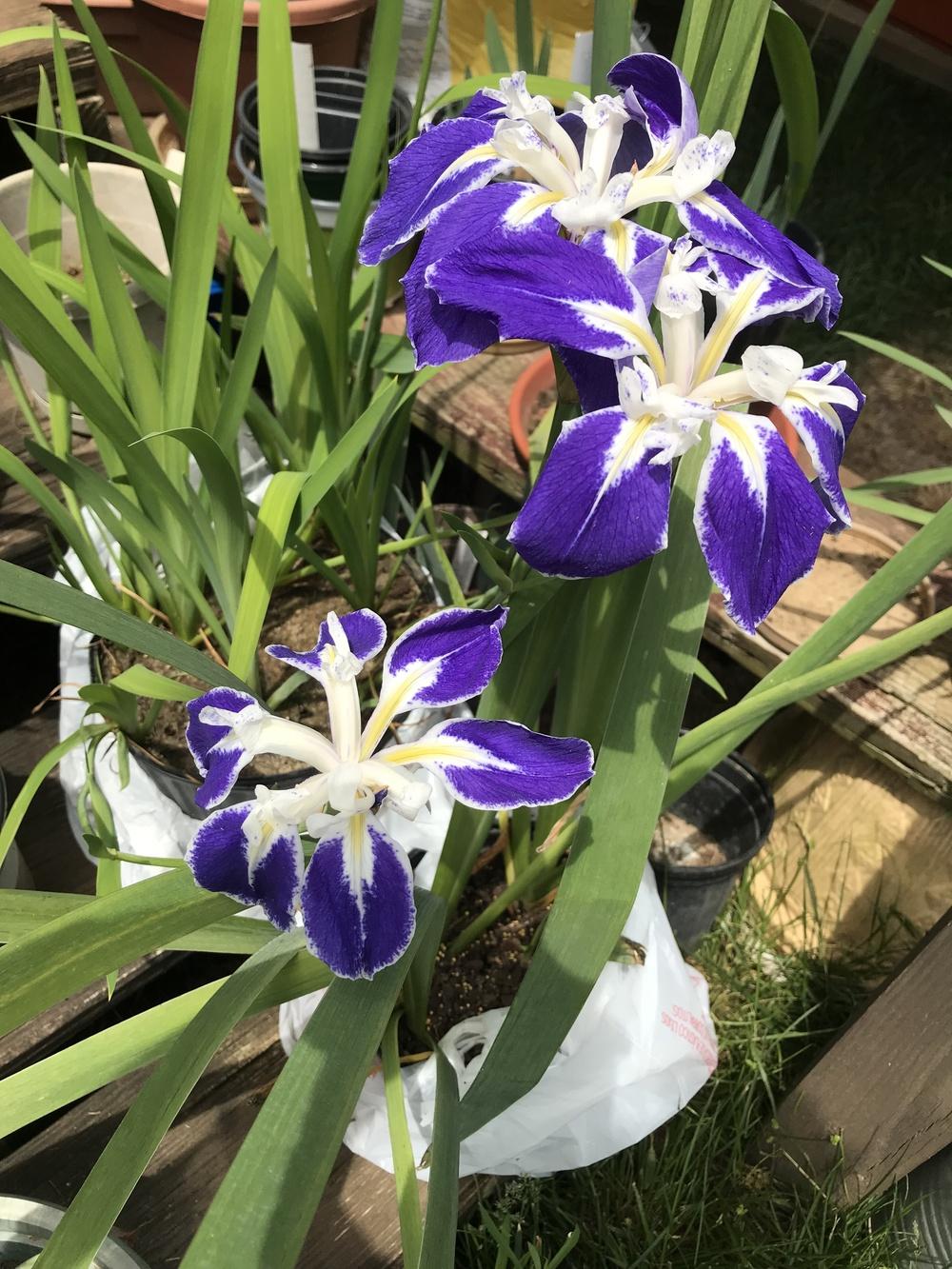 Photo of Species Iris (Iris laevigata 'Colchesterensis') uploaded by janielouy