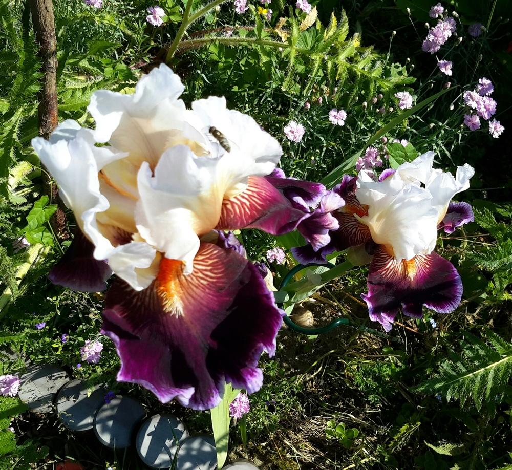 Photo of Tall Bearded Iris (Iris 'Care To Dance') uploaded by Hajue