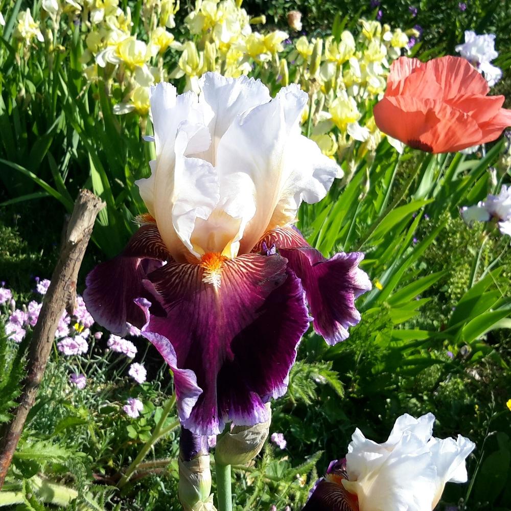 Photo of Tall Bearded Iris (Iris 'Care To Dance') uploaded by Hajue