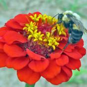 Zinnia 'Lilliput' With Bumble bee #pollination