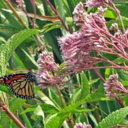 Location: My Gardens
Swamp Milkweed With Monarch #pollination
