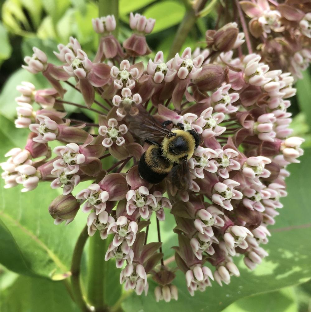 Photo of Milkweeds (Asclepias) uploaded by csandt