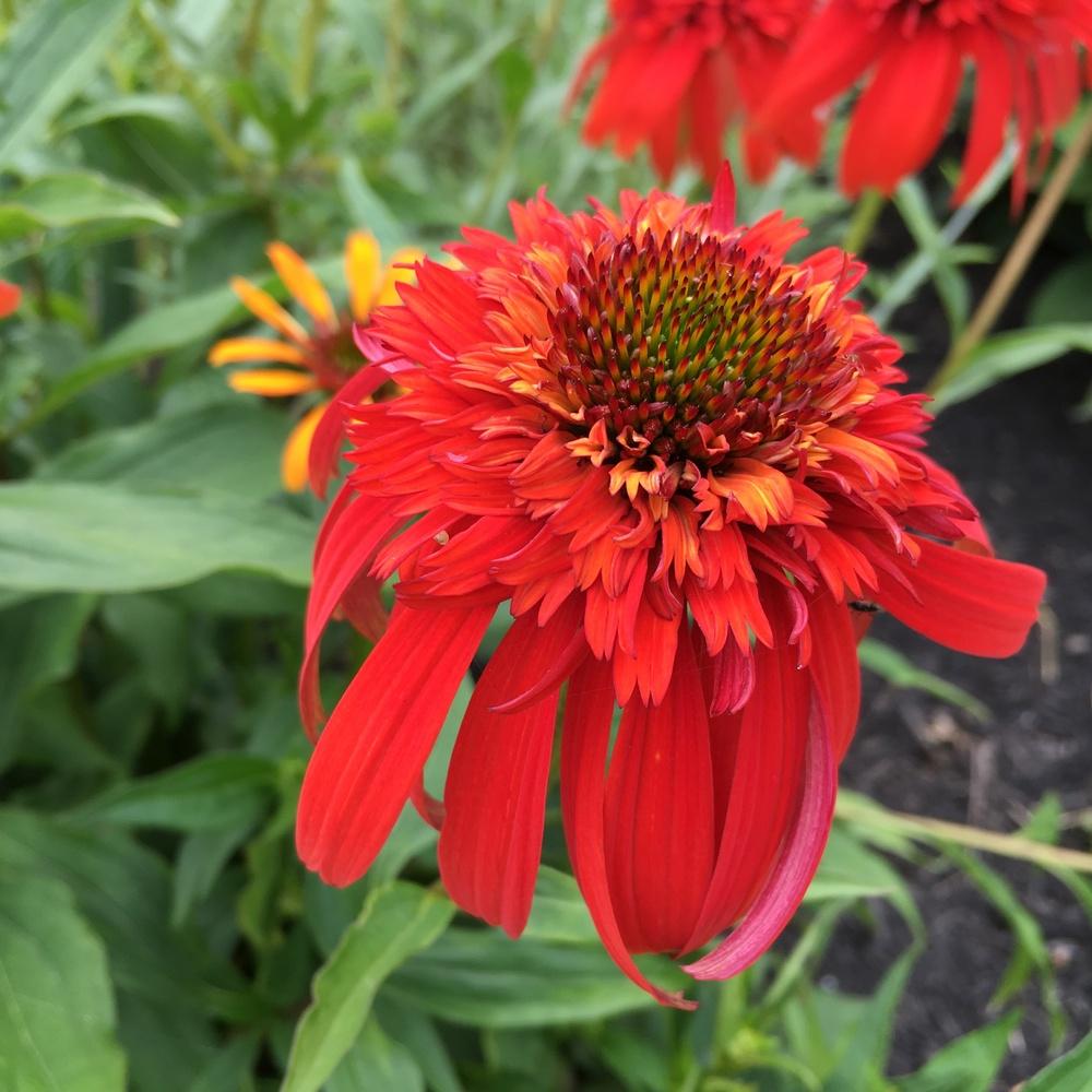 Photo of Coneflowers (Echinacea) uploaded by csandt