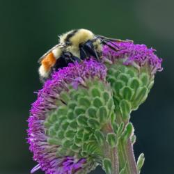 Location: my garden, Utah
Date: 2018-08-15
#pollination