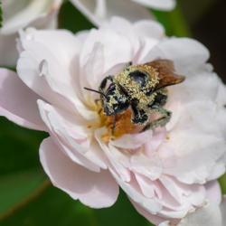 Location: my garden, Utah
Date: 2018-08-13
#pollination