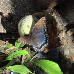 Location: central Illinois
Date: 2018-09-09
#pollination  Red Spotted Purple next to young plant and fruit of