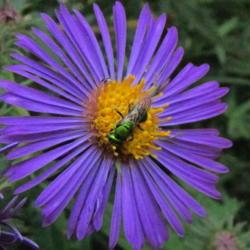 Location: central Illinois
Date: 2018-09-14
#pollination  Green Metallic Bee