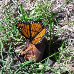 Location: central Illinois
Date: 2018-09-12
#pollination - Viceroy