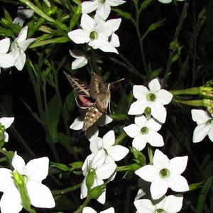 #pollination  Hummingbird Moth