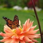 #pollination Monarch