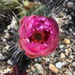 Location: South Jordan, Utah, United States
Date: 2019-06-19
Flower starting to open.