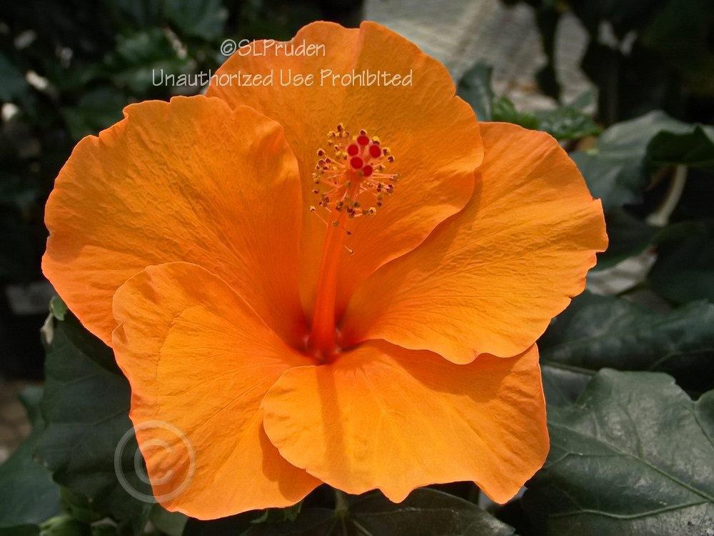 Photo of Tropical Hibiscus (Hibiscus rosa-sinensis 'Carolina Breeze') uploaded by DaylilySLP