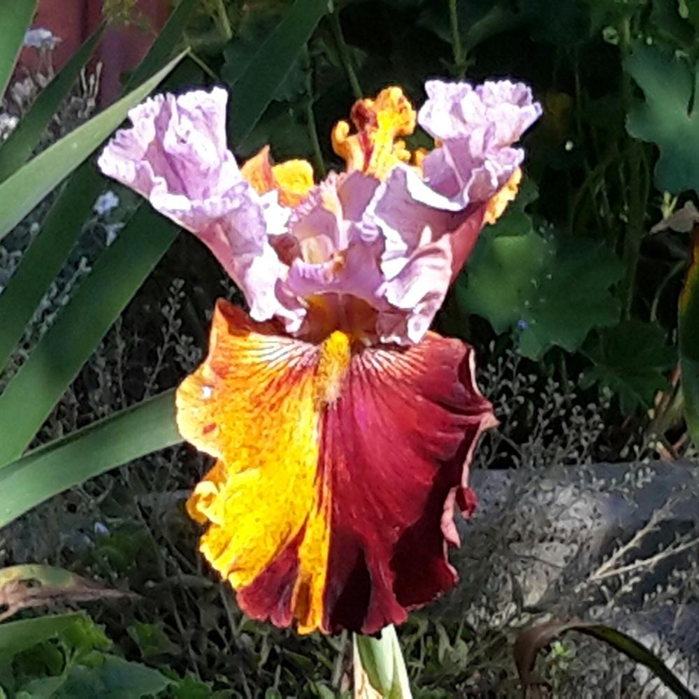 Photo of Tall Bearded Iris (Iris 'Dewuc Whatic') uploaded by Hajue