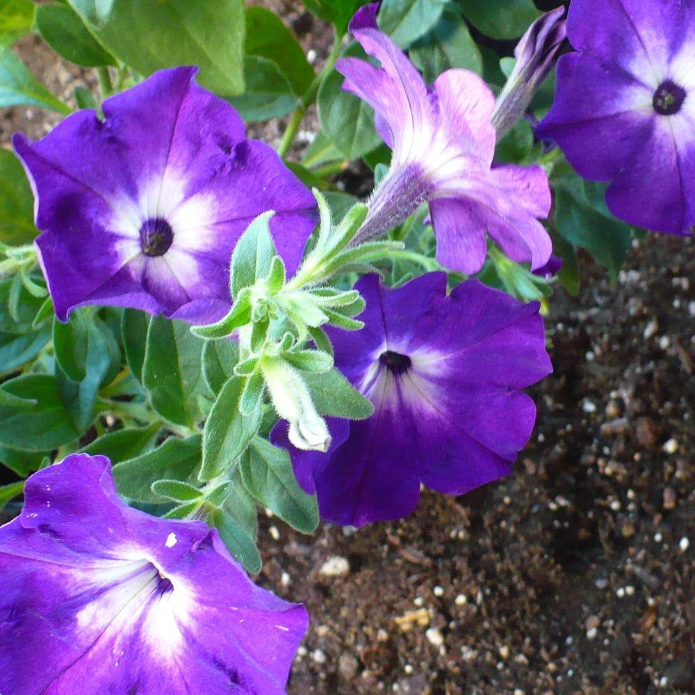 Photo of Petunia Sanguna® Radiant Blue uploaded by HemNorth