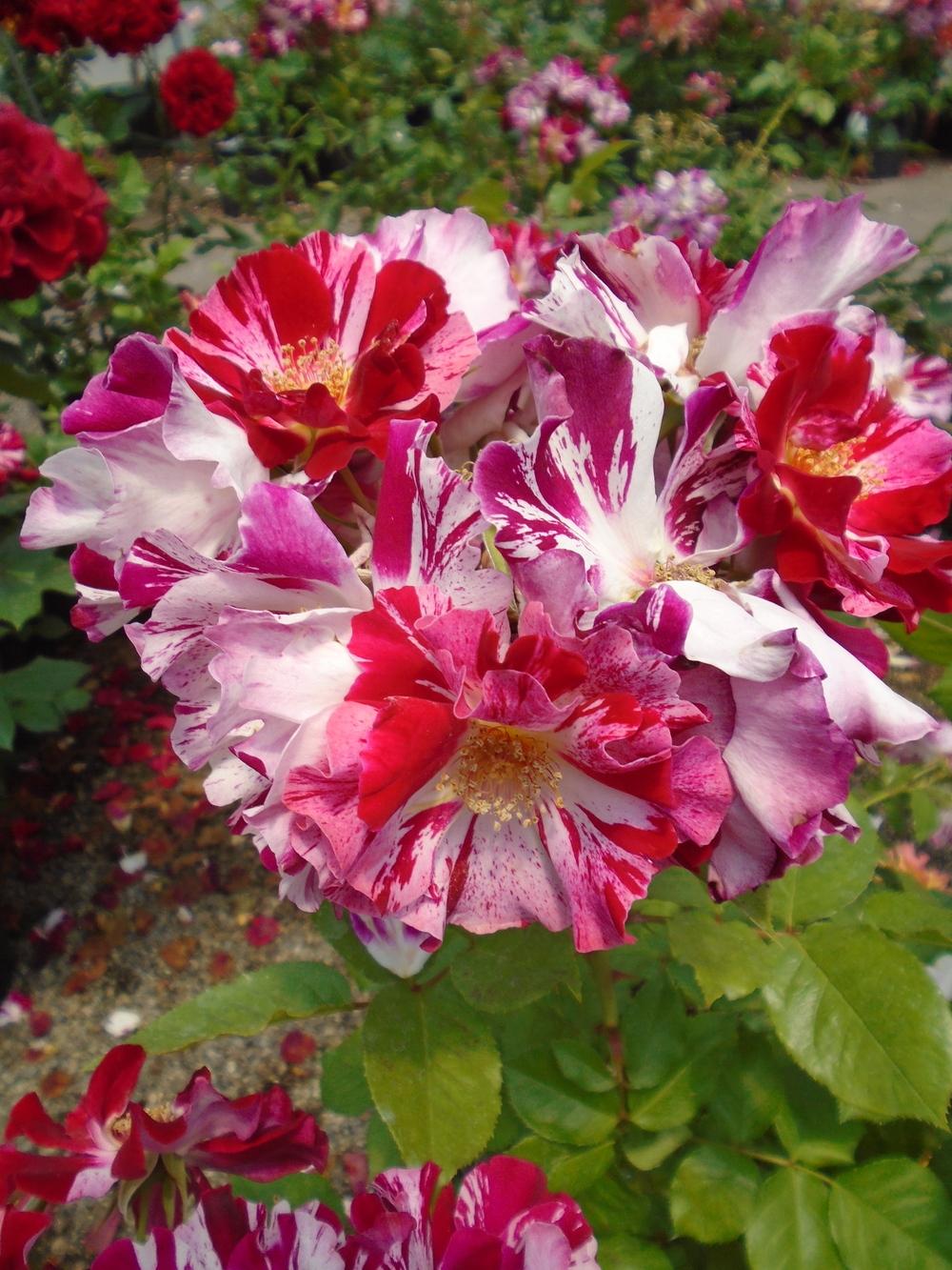 Photo of Large-Flowered Climbing Rose (Rosa 'Fourth of July') uploaded by Paul2032
