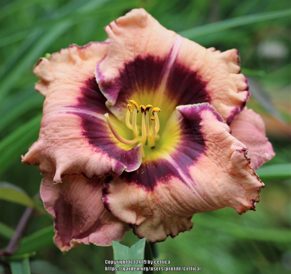Photo of Daylily (Hemerocallis 'Over the Mountain') uploaded by celtica