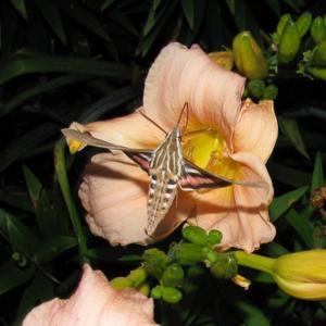 #pollination  Sphinx Moth