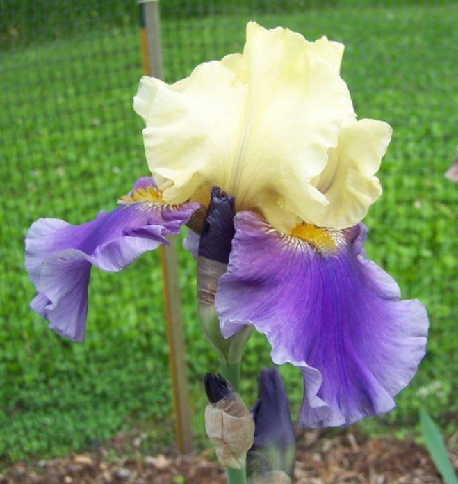 Photo of Tall Bearded Iris (Iris 'Jurassic Park') uploaded by petruske