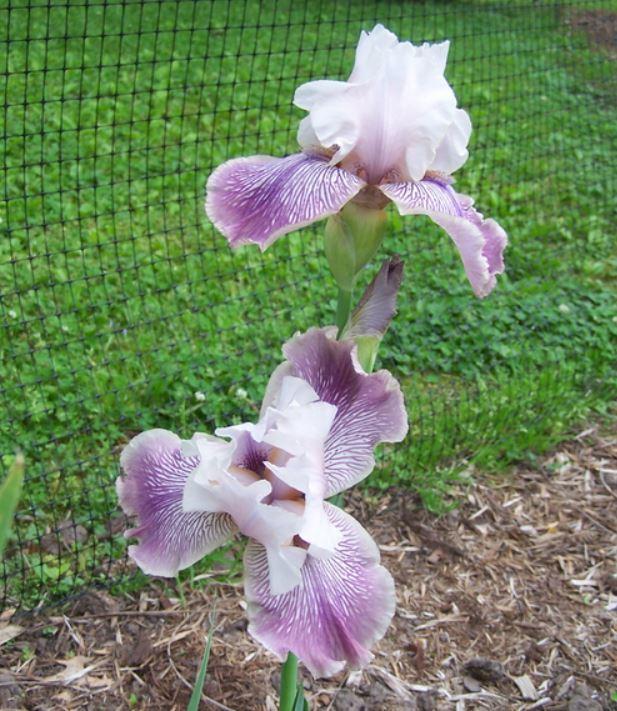 Photo of Tall Bearded Iris (Iris 'Crazy for You') uploaded by petruske
