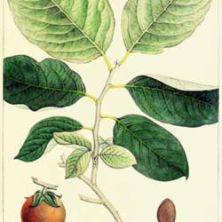 
Date: c. 1865
illustration by Redouté from Michaux's 'The North American Sylva