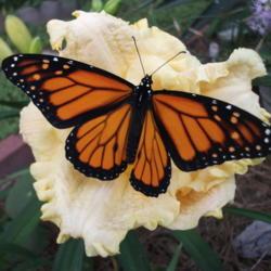Location: My day lily garden zone 9 Louisiana
Date: 2019-05-05
Pollinators