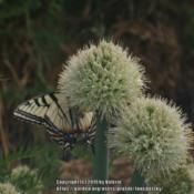 Tiger Swallowtail butterfly on perennial onions #pollination