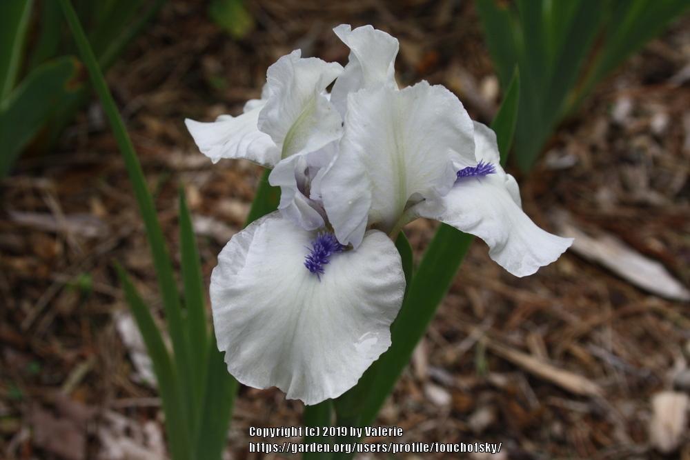 Photo of Standard Dwarf Bearded Iris (Iris 'Bluebeard's Ghost') uploaded by touchofsky